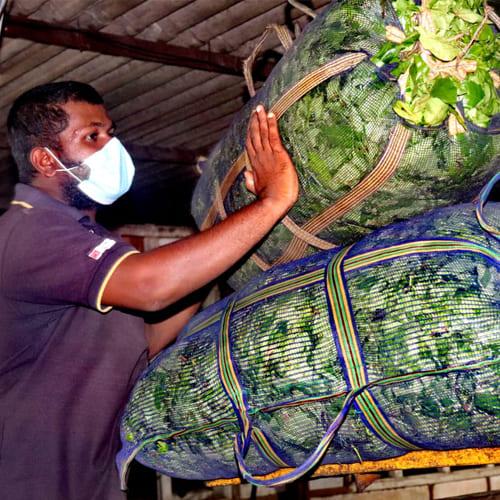 Rajjuruwatte Ceylon Tea